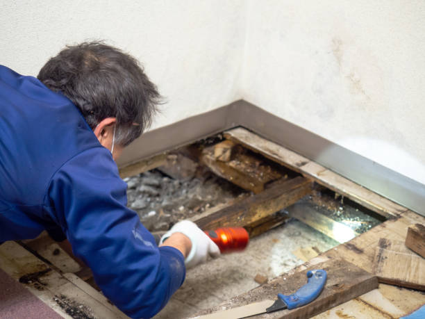 Trusted Hydesville, CA Mold Removal Experts