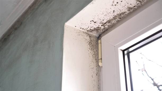 Best Toxic Mold Removal  in Hydesville, CA
