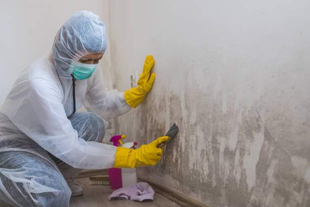 Best Mold Removal Near Me  in Hydesville, CA
