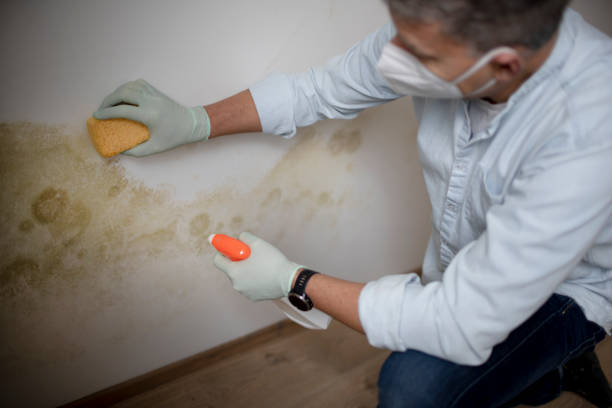 Best Mold Remediation  in Hydesville, CA
