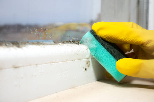 Best Residential Mold Removal  in Hydesville, CA