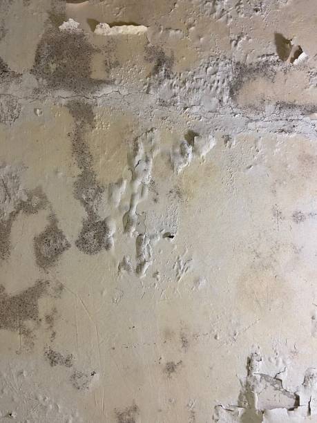 Office Mold Removal Services in Hydesville, CA