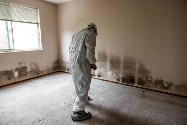 Best Local Mold Removal Service  in Hydesville, CA