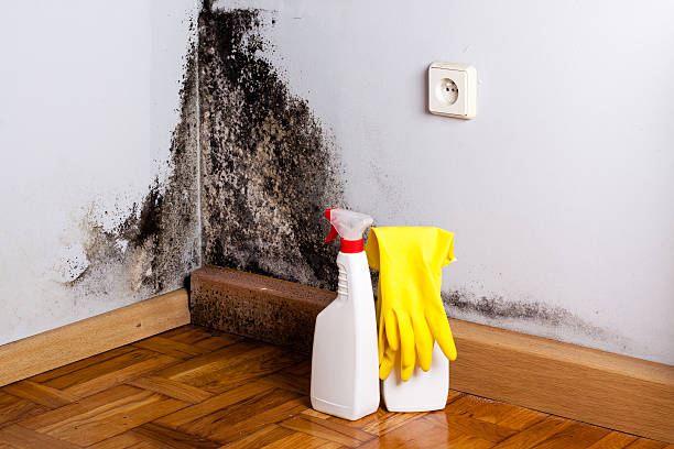 Best Fast Mold Removal  in Hydesville, CA